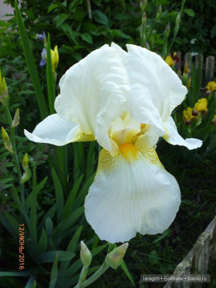 "Ожидая цветения роз..." или или одежда для Gotz своими руками