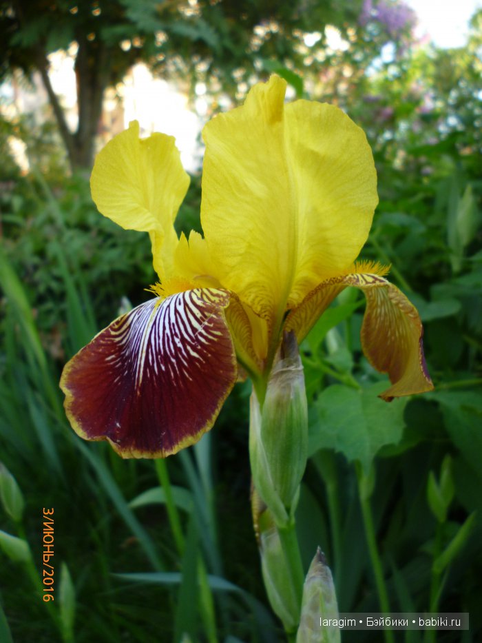 "Ожидая цветения роз..." или или одежда для Gotz своими руками