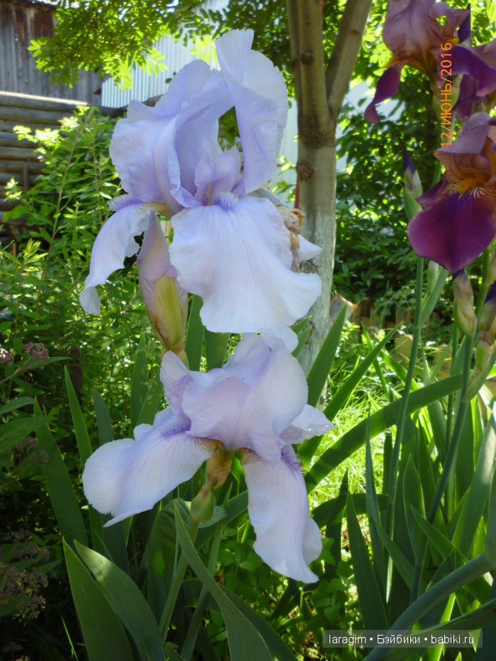 "Ожидая цветения роз..." или или одежда для Gotz своими руками (фото 9)