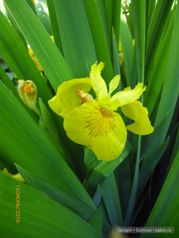 "Ожидая цветения роз..." или или одежда для Gotz своими руками