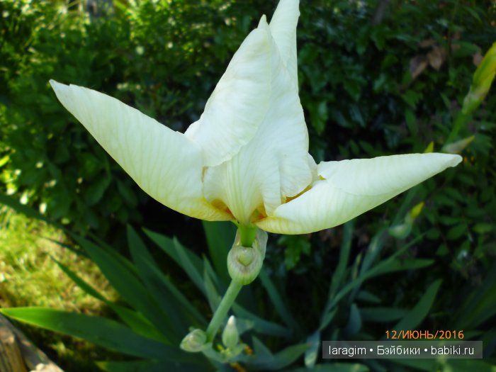 "Ожидая цветения роз..." или или одежда для Gotz своими руками