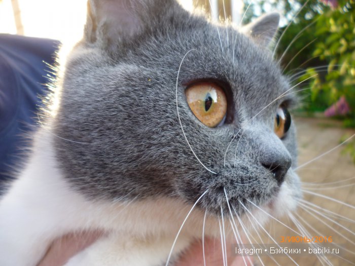 "Ожидая цветения роз..." или или одежда для Gotz своими руками