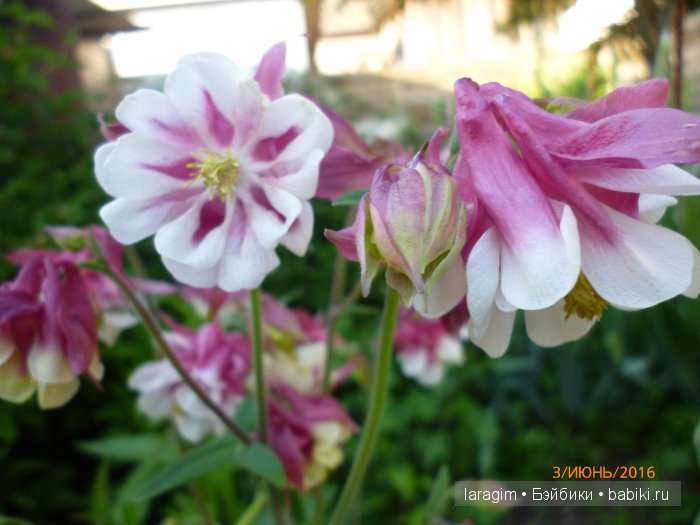 "Ожидая цветения роз..." или или одежда для Gotz своими руками (фото 2)