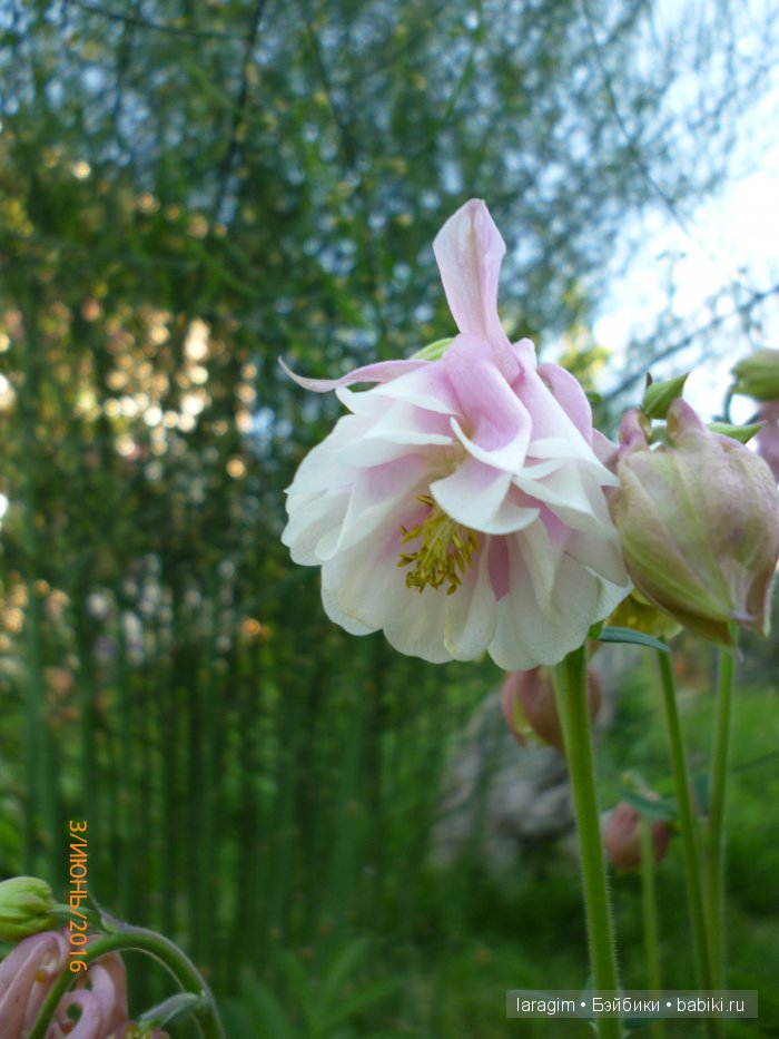 "Ожидая цветения роз..." или или одежда для Gotz своими руками (фото 3)