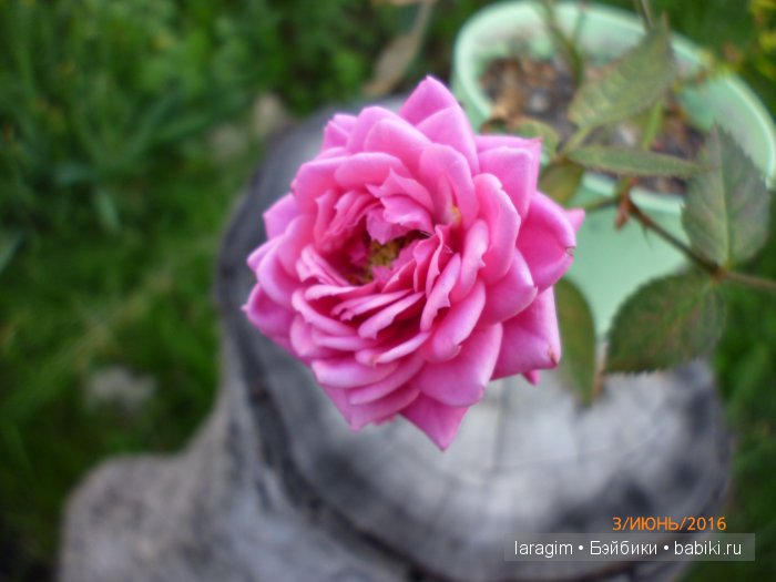 "Ожидая цветения роз..." или или одежда для Gotz своими руками