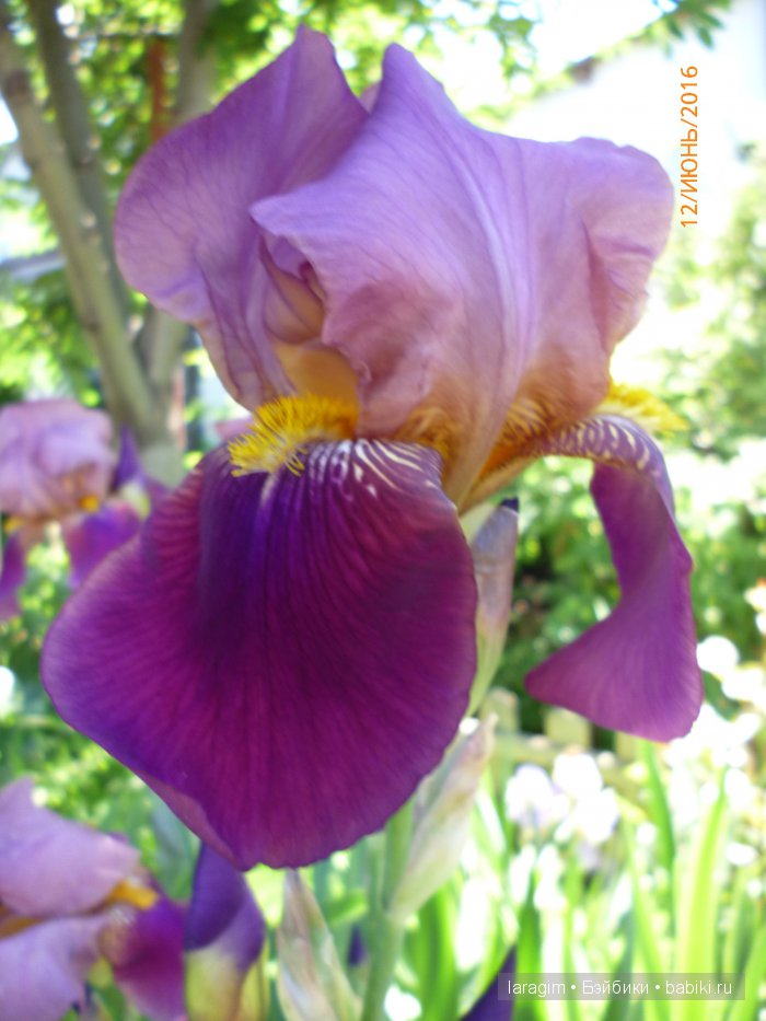 "Ожидая цветения роз..." или или одежда для Gotz своими руками