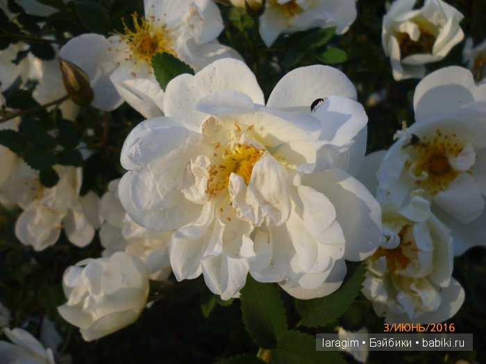 "Ожидая цветения роз..." или или одежда для Gotz своими руками