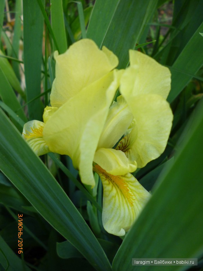 "Ожидая цветения роз..." или или одежда для Gotz своими руками (фото 10)