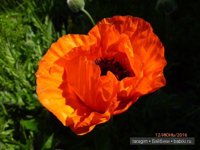 "Ожидая цветения роз..." или или одежда для Gotz своими руками