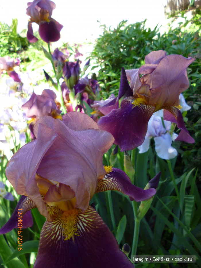 "Ожидая цветения роз..." или или одежда для Gotz своими руками