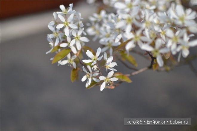 выставка мишек тедди Teddy Bear Total 2013 в Германии