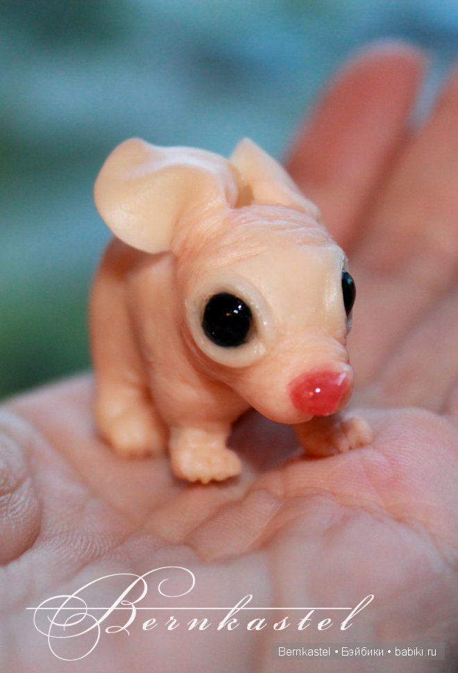 Суселка Оливия