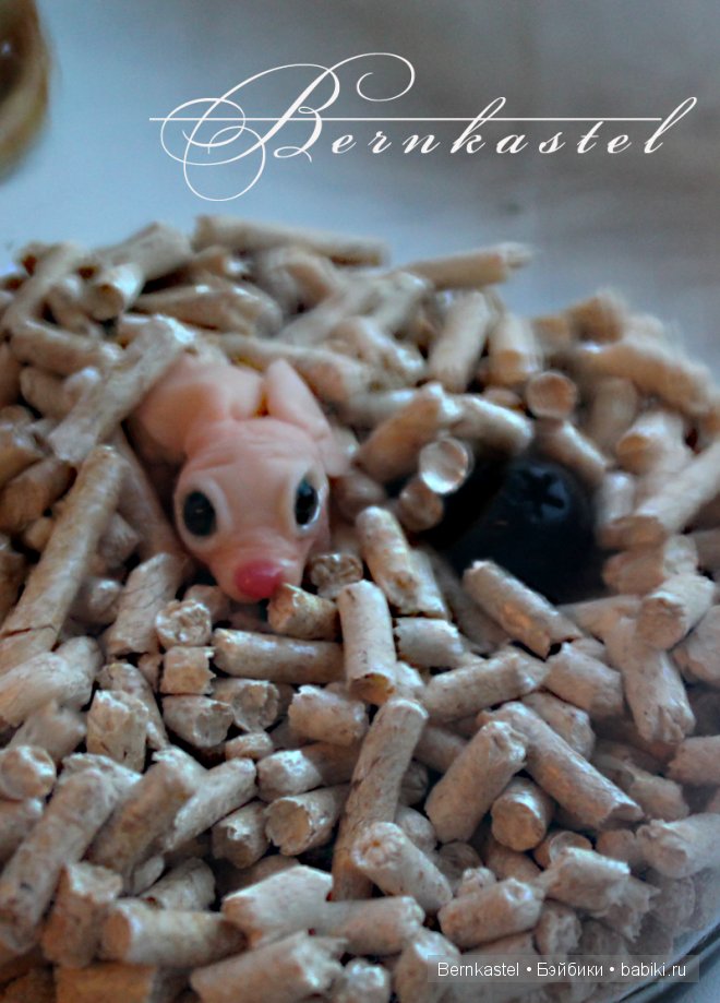 Суселка Оливия