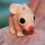 Маленькое существо в баночке