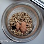 Теперь в моей баночке живут две суселочки