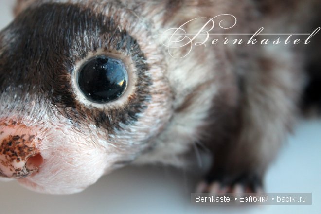 Хорек. Авторская игрушка — Игрушки в смешанной технике (мех и глина): Арт (фото 3)