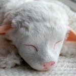 Не котенок, не щенок, не овечка, не хорек.