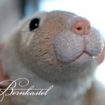 Вдохновение от Кузи 2. Орландина - игрушка своими руками