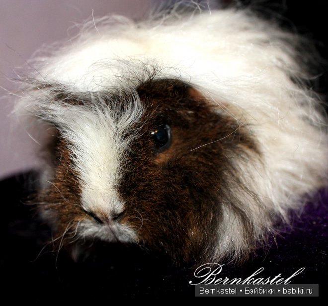 Всем любителям крысок и им подобным посвящается | Бэйбики Всем любителям крысок и им подобным посвящается