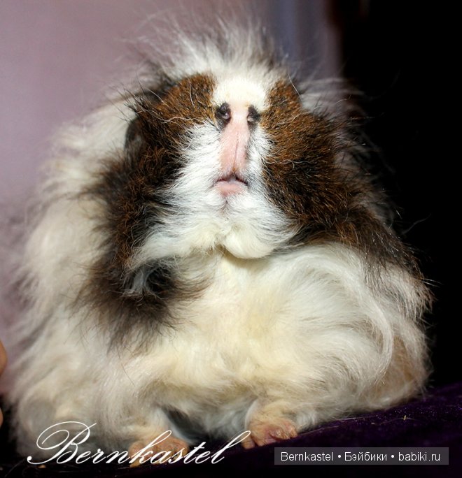 Всем любителям крысок и им подобным посвящается | Бэйбики Всем любителям крысок и им подобным посвящается