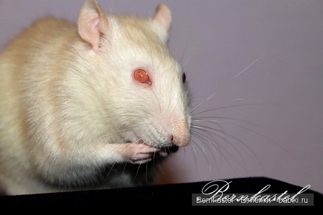 Всем любителям крысок и им подобным посвящается | Бэйбики Всем любителям крысок и им подобным посвящается (фото 6)