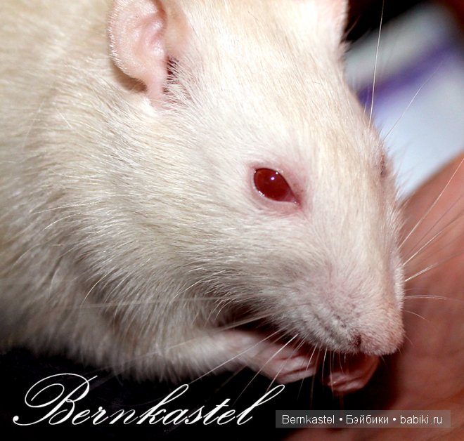 Всем любителям крысок и им подобным посвящается | Бэйбики Всем любителям крысок и им подобным посвящается
