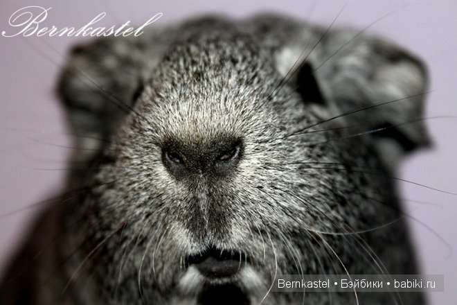 Всем любителям крысок и им подобным посвящается | Бэйбики Всем любителям крысок и им подобным посвящается