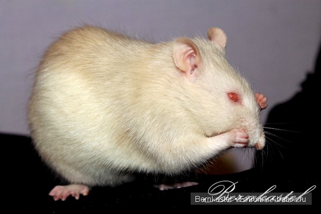 Всем любителям крысок и им подобным посвящается | Бэйбики Всем любителям крысок и им подобным посвящается (фото 5)