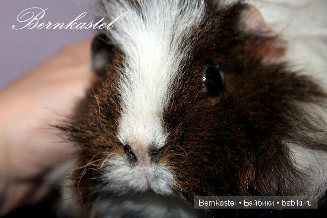 Всем любителям крысок и им подобным посвящается | Бэйбики Всем любителям крысок и им подобным посвящается