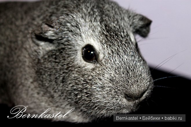 Всем любителям крысок и им подобным посвящается | Бэйбики Всем любителям крысок и им подобным посвящается (фото 9)