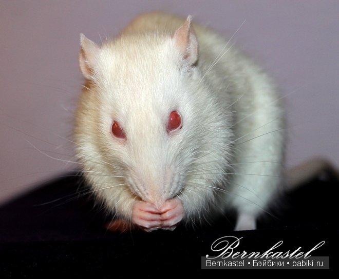 Всем любителям крысок и им подобным посвящается | Бэйбики Всем любителям крысок и им подобным посвящается (фото 4)