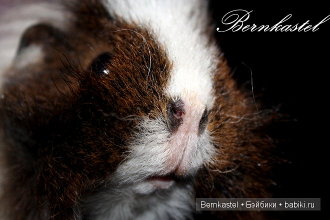 Всем любителям крысок и им подобным посвящается | Бэйбики Всем любителям крысок и им подобным посвящается