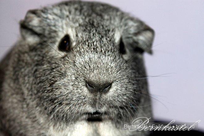 Всем любителям крысок и им подобным посвящается | Бэйбики Всем любителям крысок и им подобным посвящается