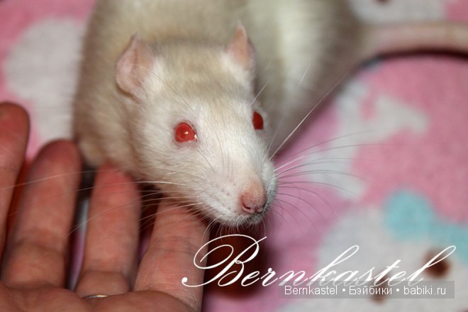 Всем любителям крысок и им подобным посвящается | Бэйбики Всем любителям крысок и им подобным посвящается (фото 2)
