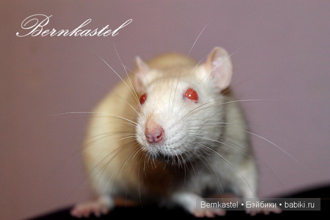 Всем любителям крысок и им подобным посвящается | Бэйбики Всем любителям крысок и им подобным посвящается (фото 7)