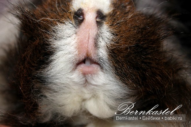 Всем любителям крысок и им подобным посвящается | Бэйбики Всем любителям крысок и им подобным посвящается