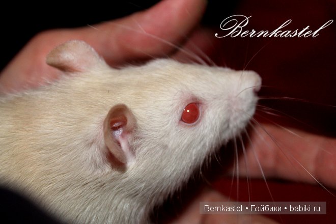 Всем любителям крысок и им подобным посвящается | Бэйбики Всем любителям крысок и им подобным посвящается (фото 3)