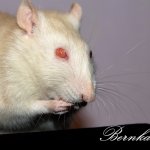 Всем любителям крысок и им подобным посвящается