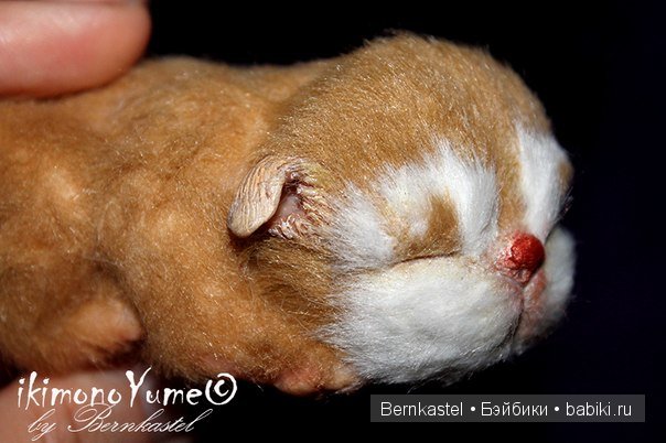 Морская свинка Стюша и еще несколько новых существ