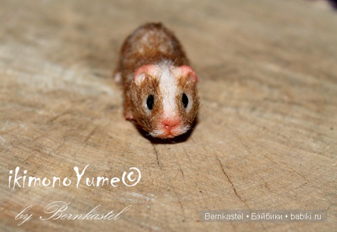 Морская свинка Стюша и еще несколько новых существ