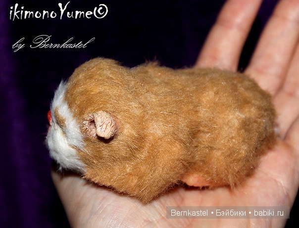 Морская свинка Стюша и еще несколько новых существ