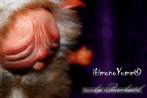 Морская свинка Стюша и еще несколько новых существ