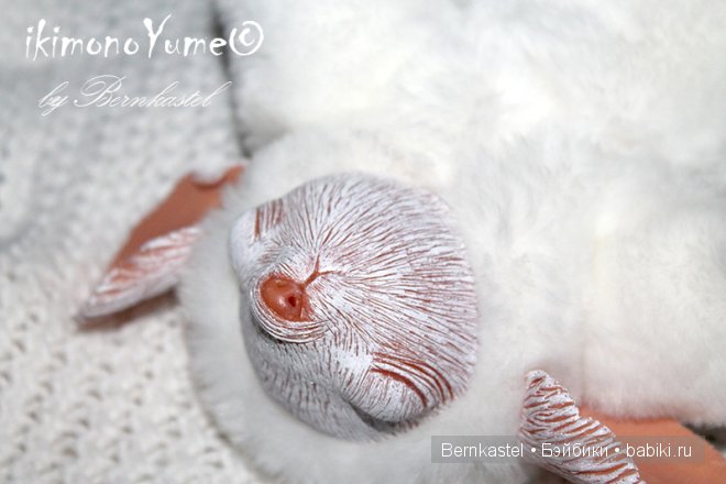 Морская свинка Стюша и еще несколько новых существ