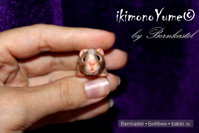 Морская свинка Стюша и еще несколько новых существ