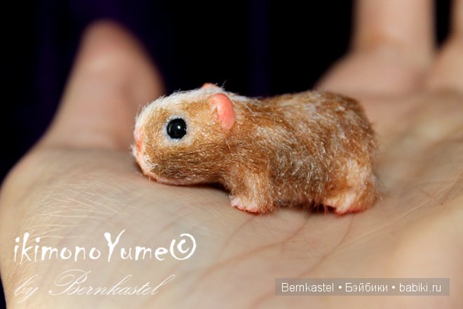 Морская свинка Стюша и еще несколько новых существ