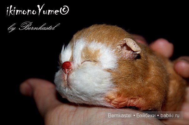 Морская свинка Стюша и еще несколько новых существ