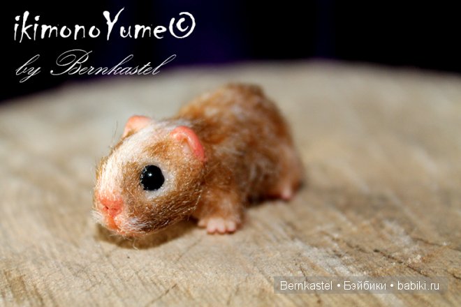 Морская свинка Стюша и еще несколько новых существ