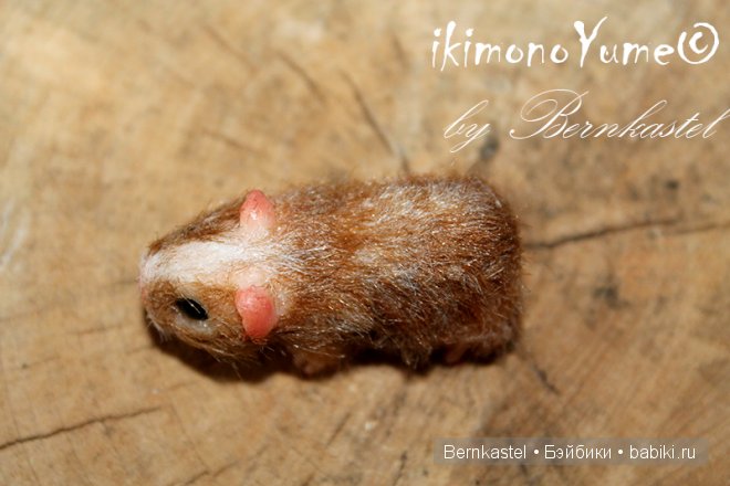 Морская свинка Стюша и еще несколько новых существ