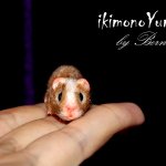 Морская свинка Стюша и еще несколько новых существ