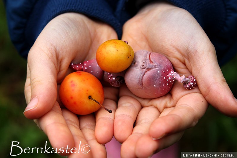 Шарнирная Грибничка. Часть 2